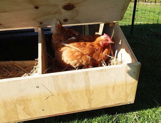 1 Bay Chicken Coop - Image 8