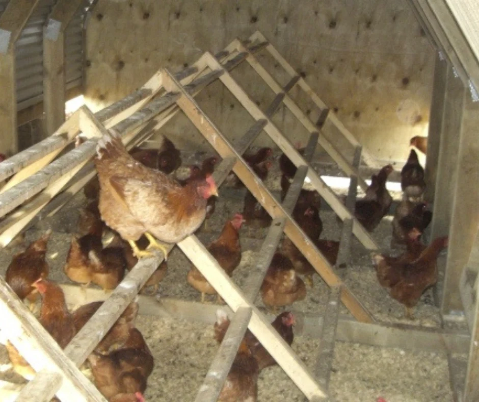 16 Bay Chicken Coop - Image 3