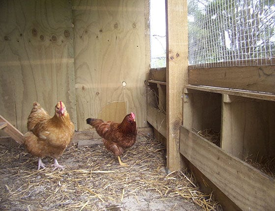 2 Bay Chicken Coop - Image 6