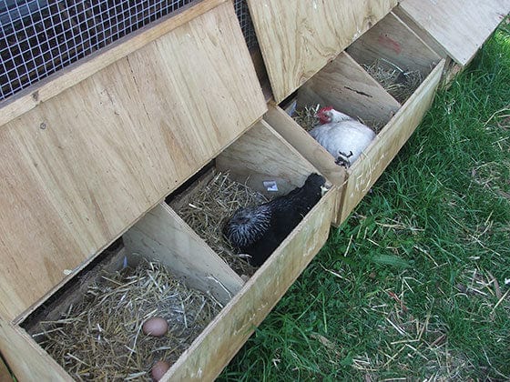 3 Bay Chicken Coop - Image 9