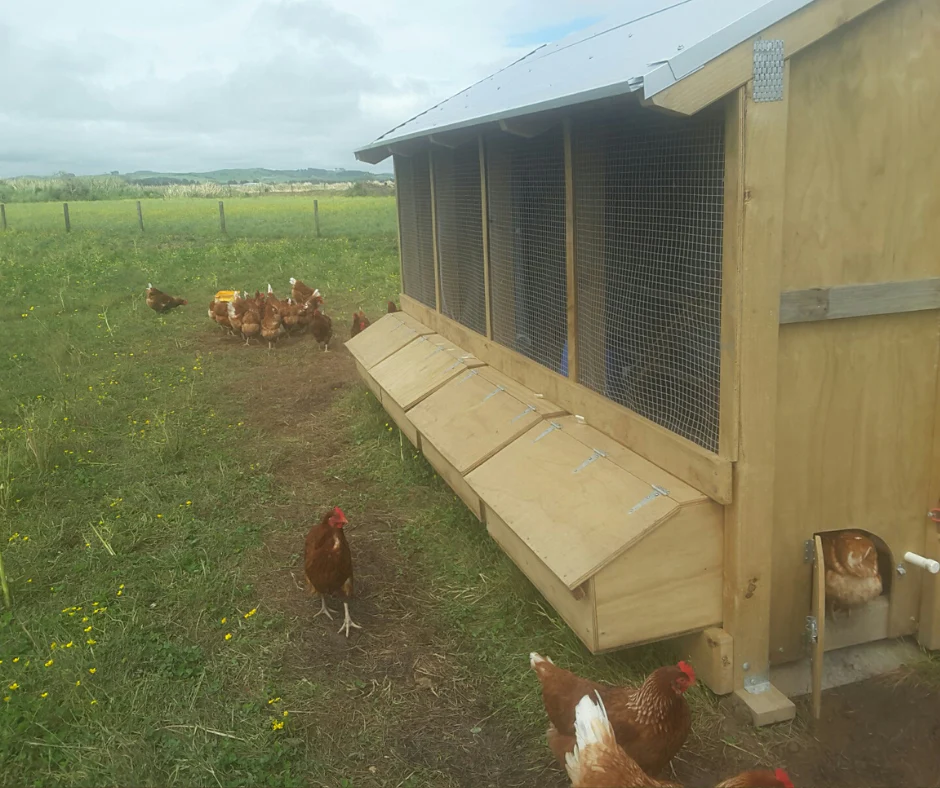 4 Bay Chicken Coop - Image 5