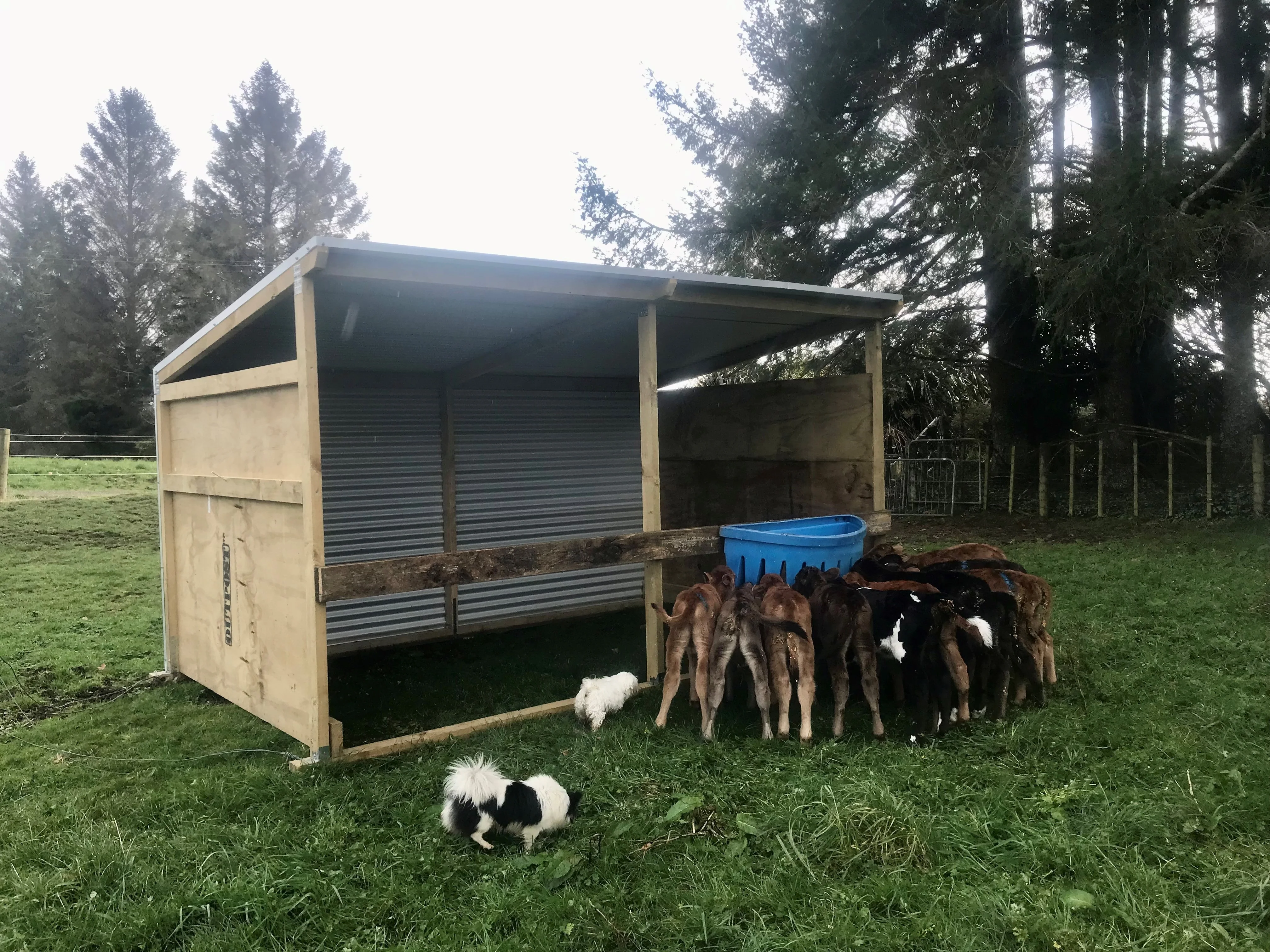 Hunter Calf Shelter - Image 3